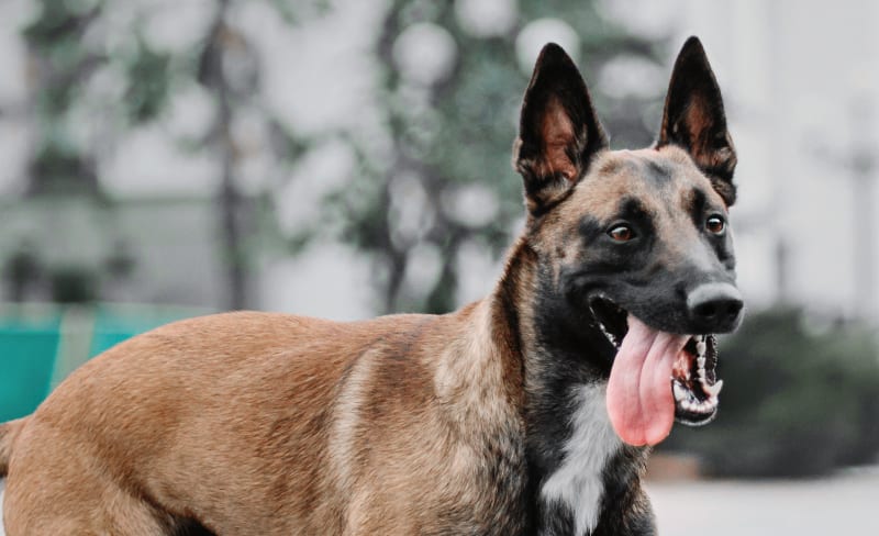 Integrative Medicine | Pawsitive Veterinary Care