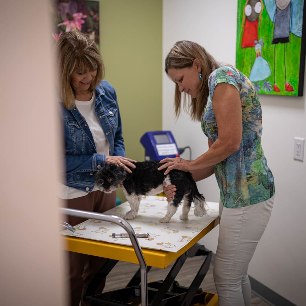 Chiropractic Care, Kelowna Veterinarians