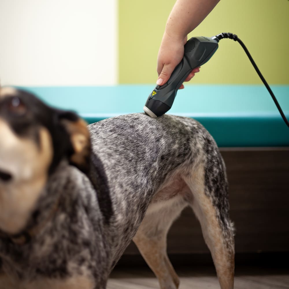 Cold Laser Therapy, Kelowna Veterinarians