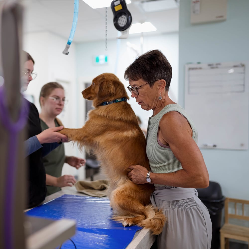 Intravenous Therapies, Kelowna Vet