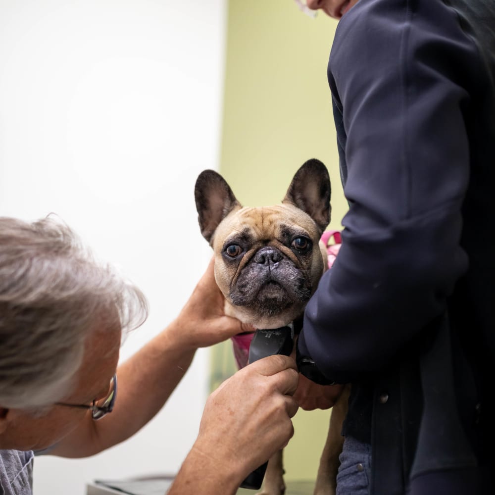 Cat & Dog Wellness Exams, Kelowna